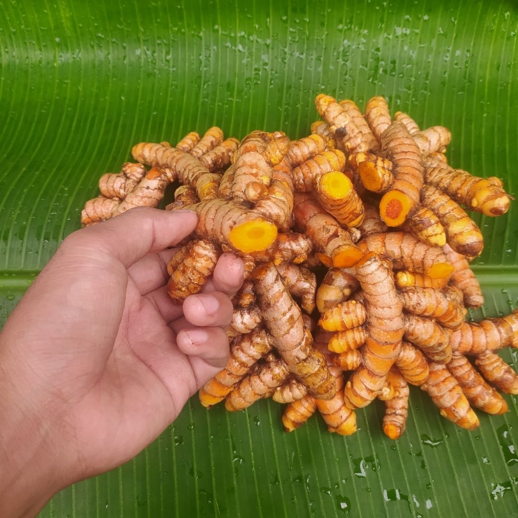 

Kunyit Segar Pilihan 500 gram/1kg Dapatkan kunyit segar berkualitas langsung dari petani