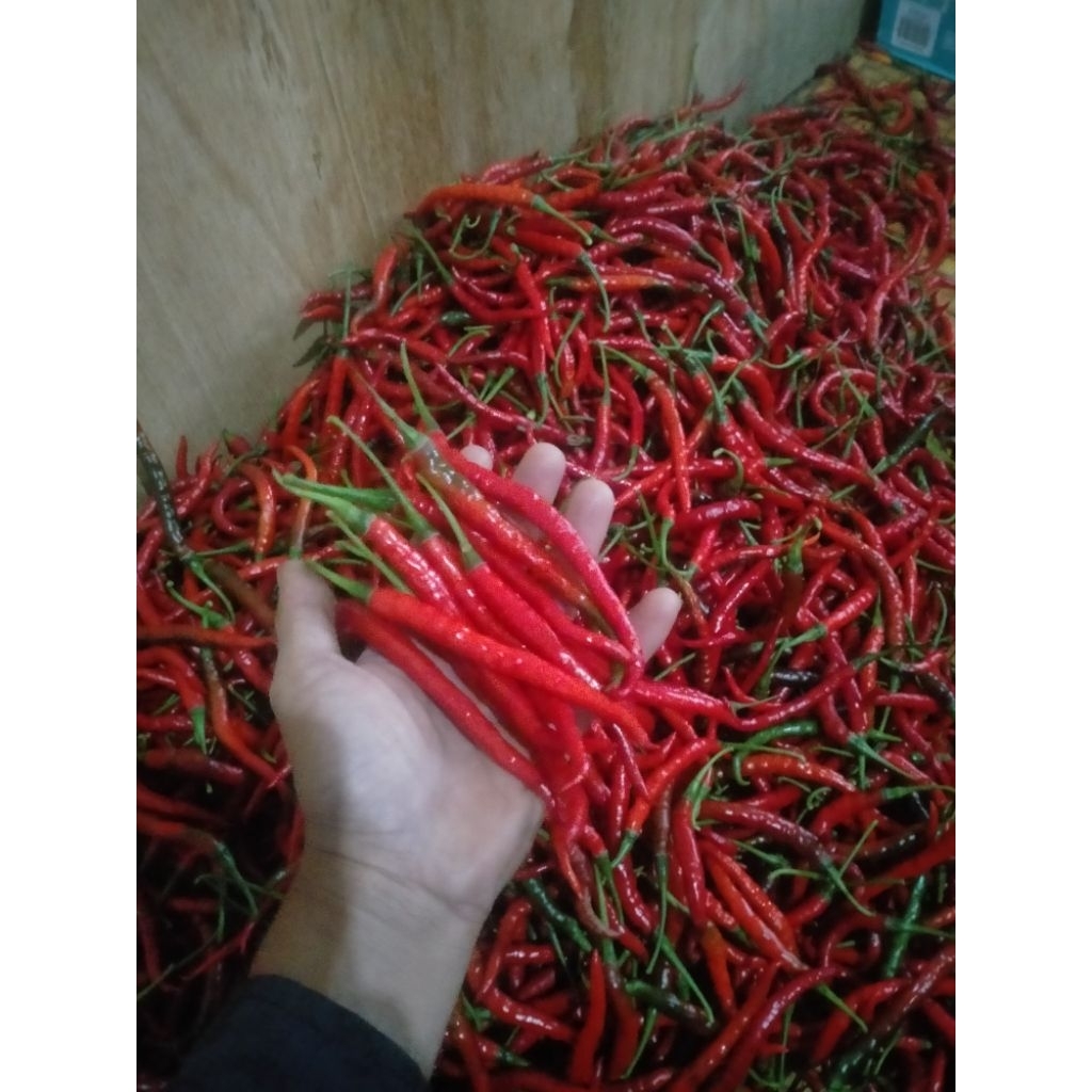 

cabe merah kriting seger