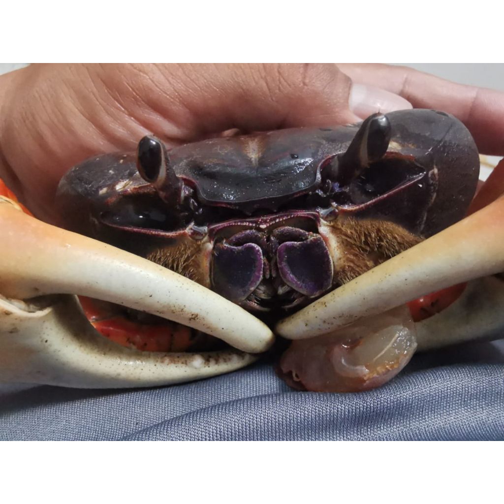 

Ikan Kepiting Hias magna Air Tawar ( Beby magna discoplak crab ) Aquascape