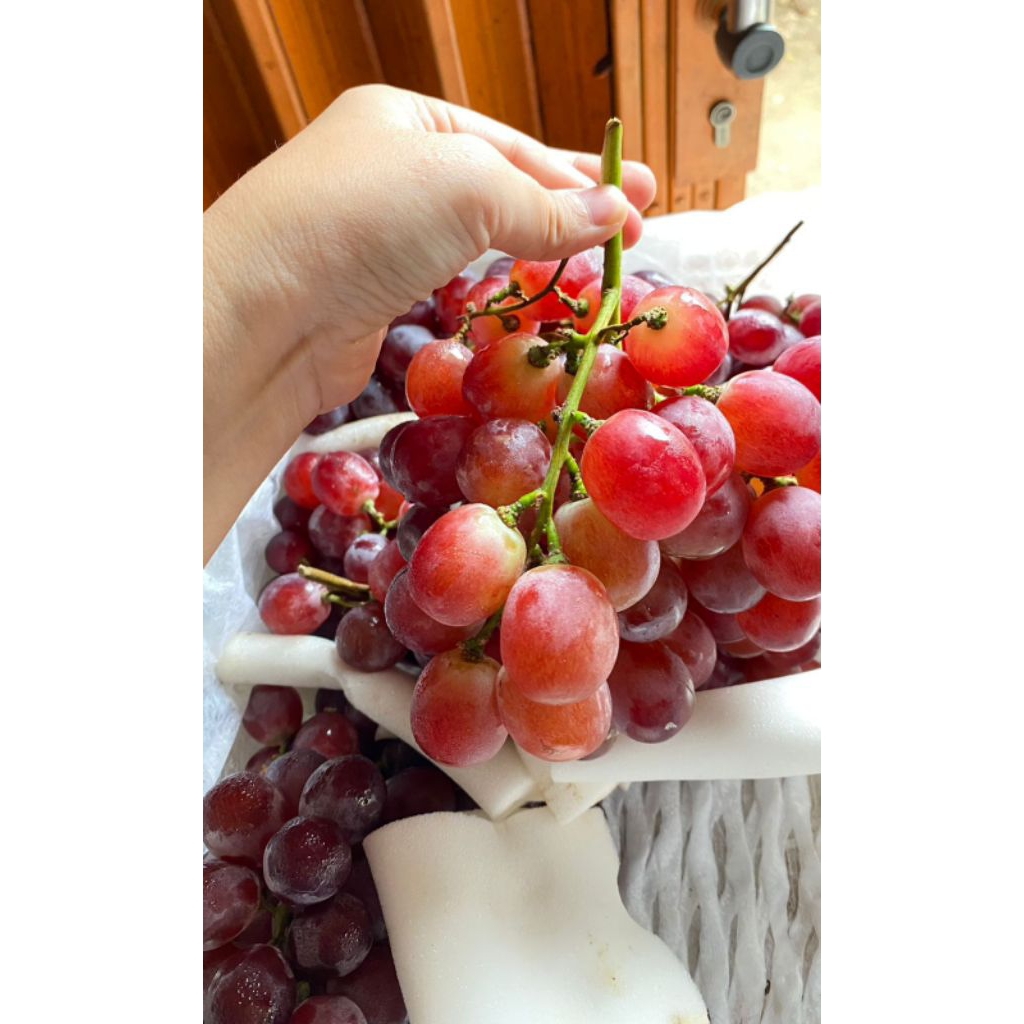 

anggur redglobe berat 1kg