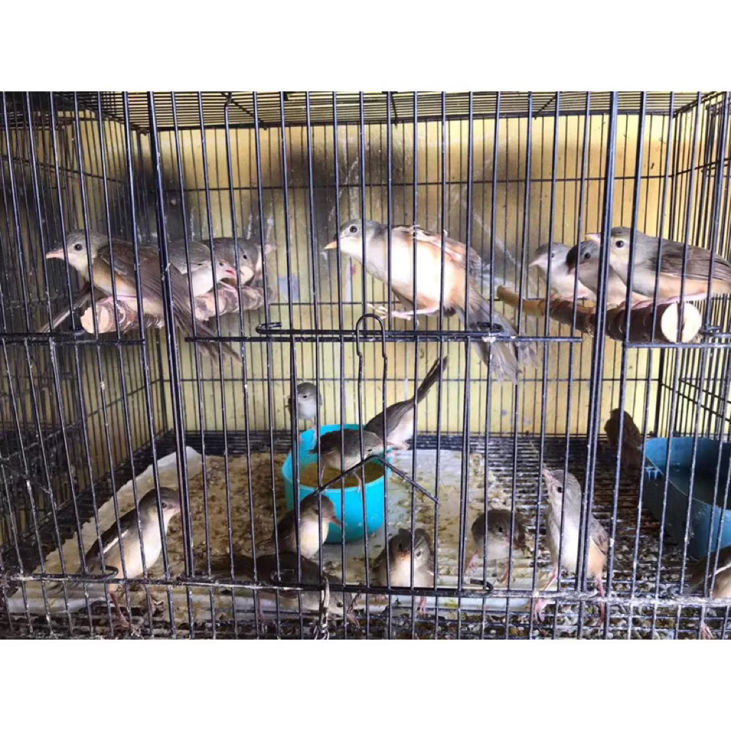 cigun anak loloh pilihan rawatan