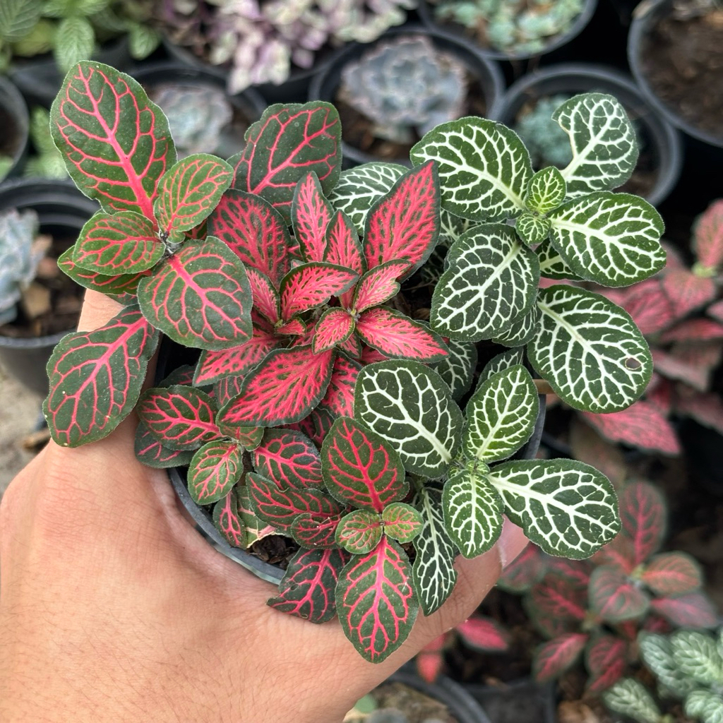 Tanaman Hias Fittonia Import Warna Warni Mix