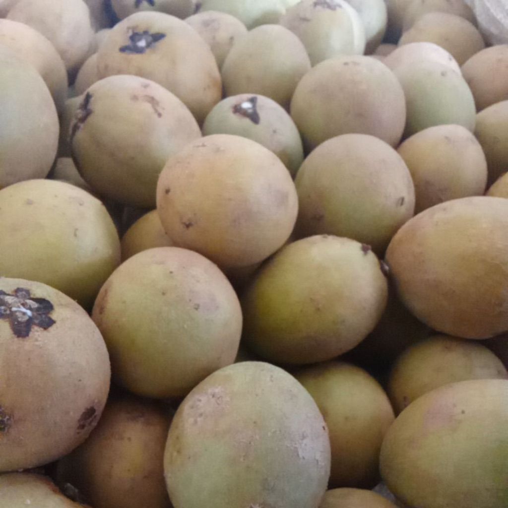 

buah sawo madu sauh mentah dan tua