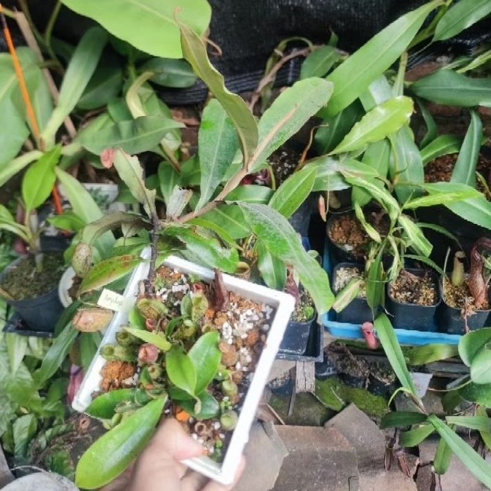 Nepenthes kantong semar ampullaria roset