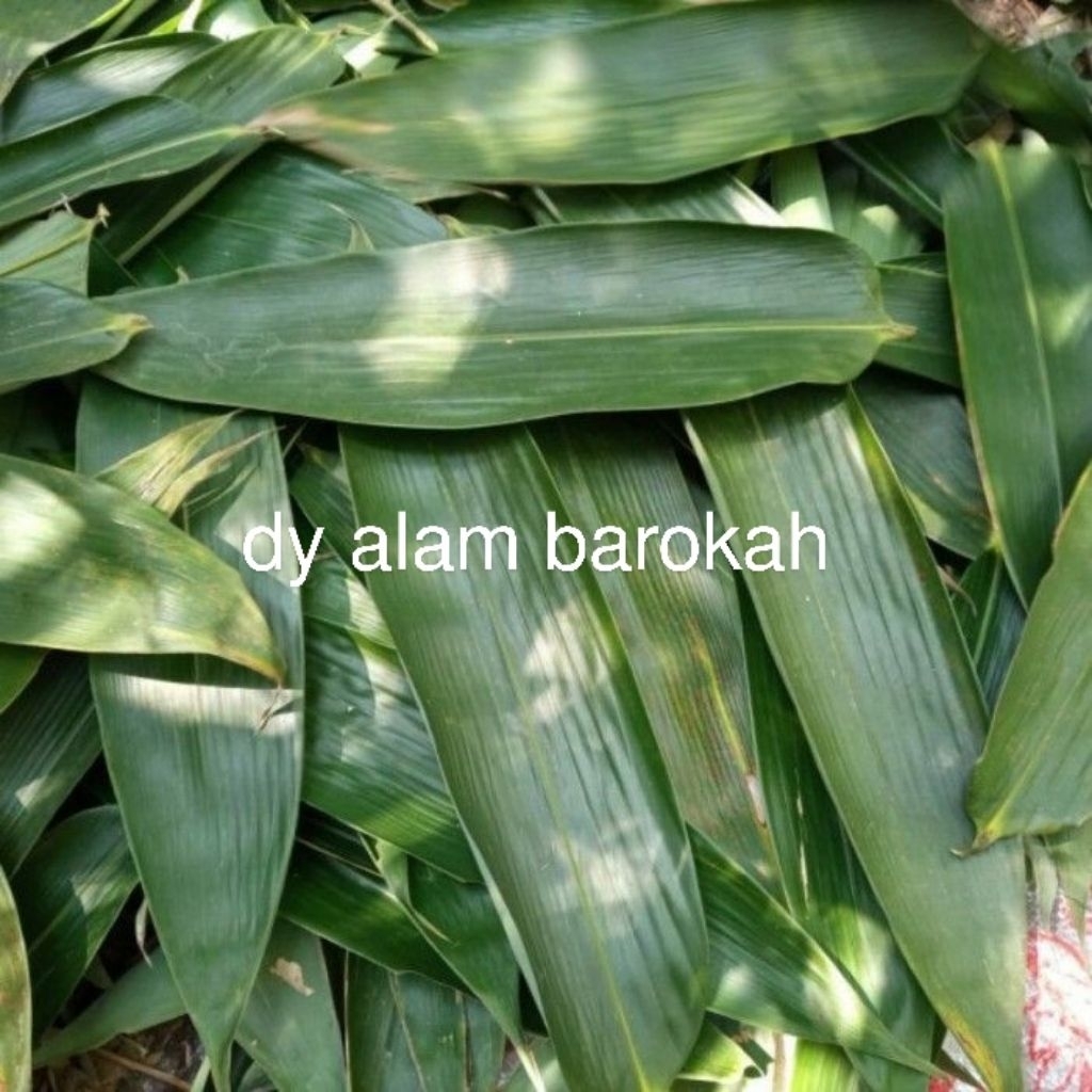 

daun bambu jumbo 8-10cm untuk bungkus bakcang 100 lembar