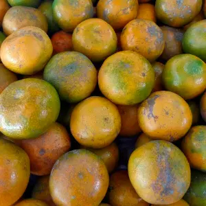 

jeruk medan berastagi size b (sedang)