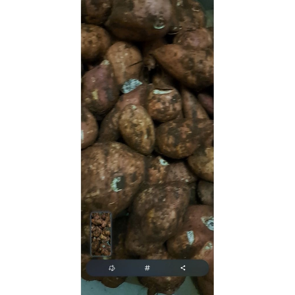 

Ubi mentah (hasil panen) harga per 1Kg