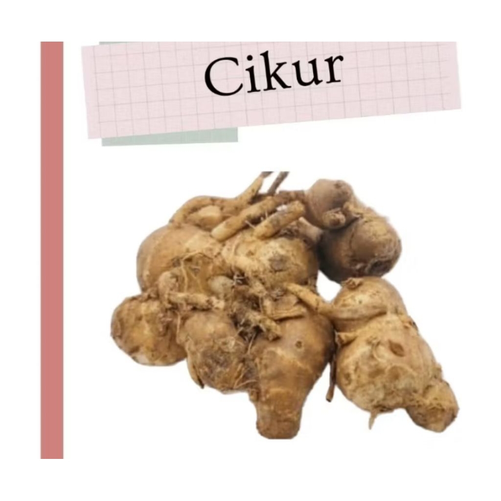 

cikur bumbu ciku untuk bumbu seblak 250 gram langsung kirim
