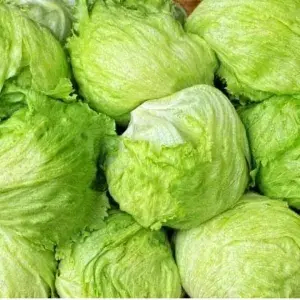 

Head Letuce
