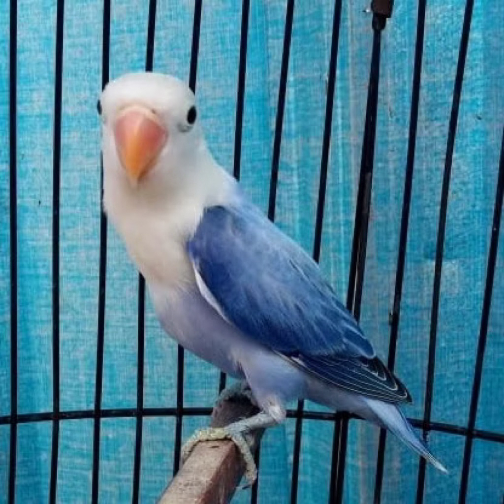 Burung Lovebird Biola Violet pilihan