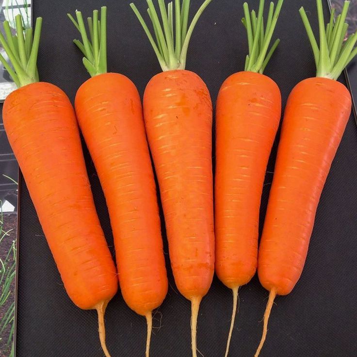 

Wortel Manis fresh kota batu