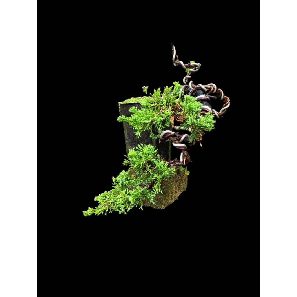 bonsai cemara sinensis