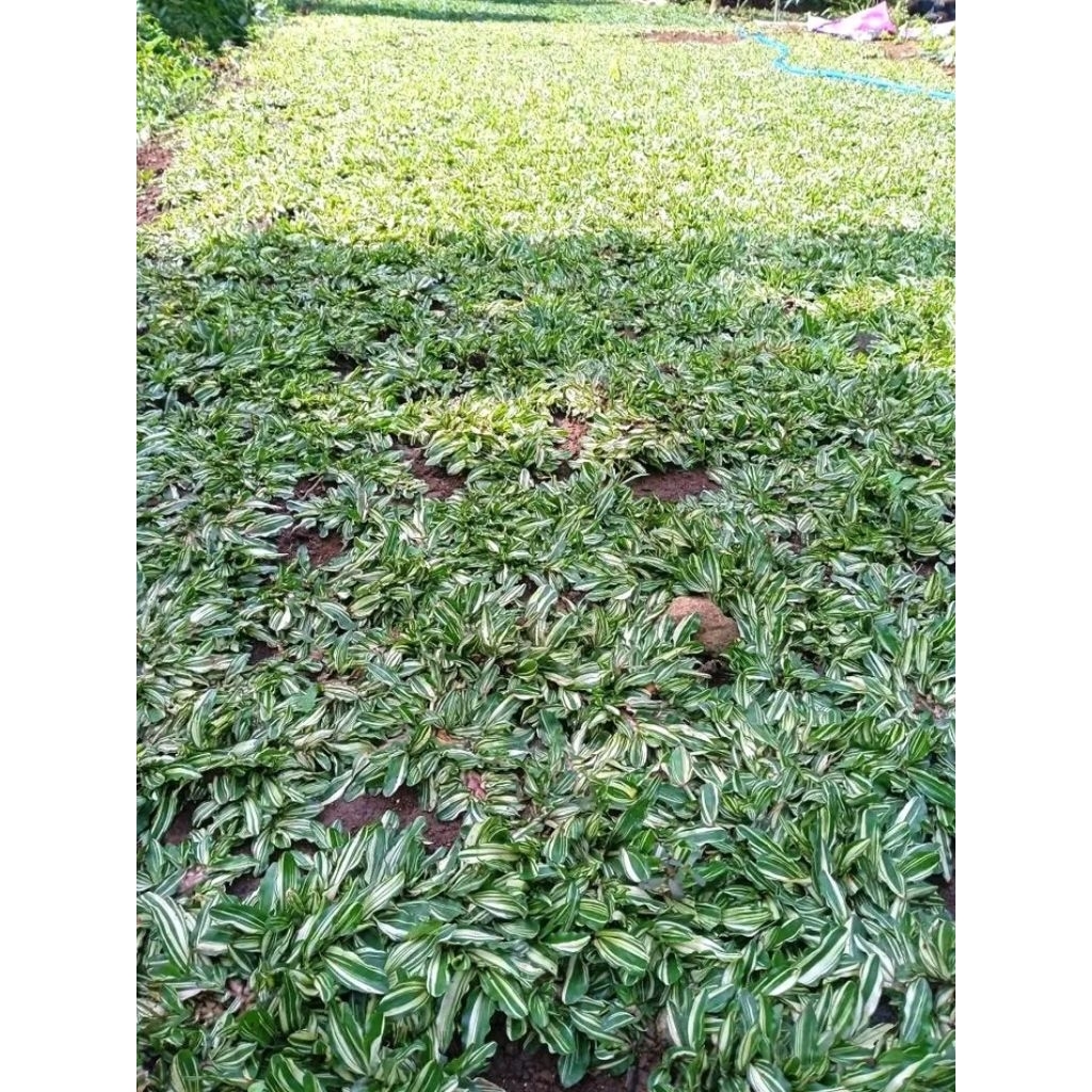 KEBUN RAYA- Rumput Gajah Mini Variegata