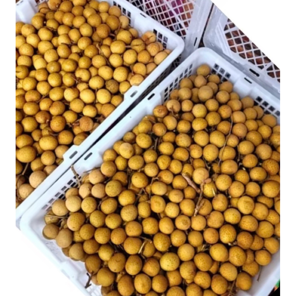 

kelengkeng Thailand emas