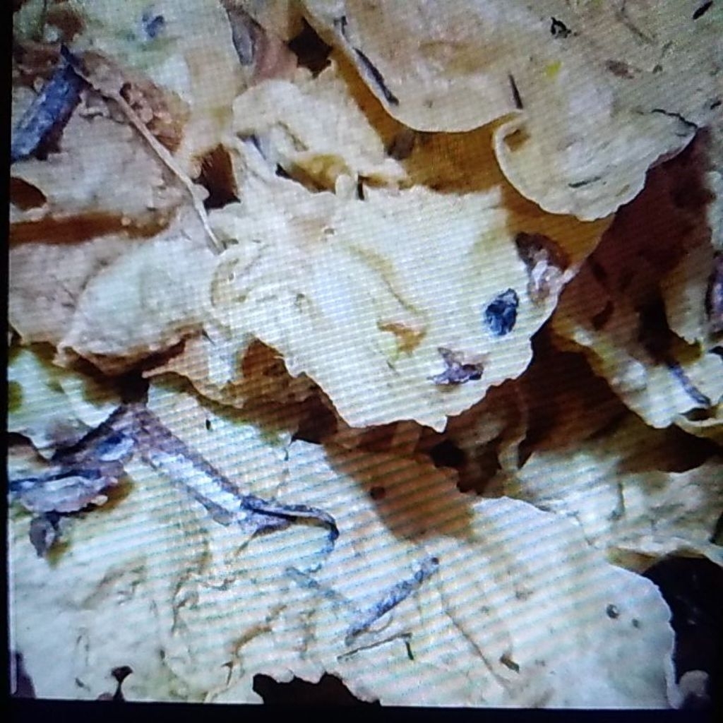 

Rempeyek /Peyek Teri 1000gr enak gurih