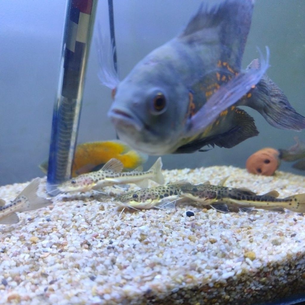 hiasan akuarium Batu batuan pasir akuarium