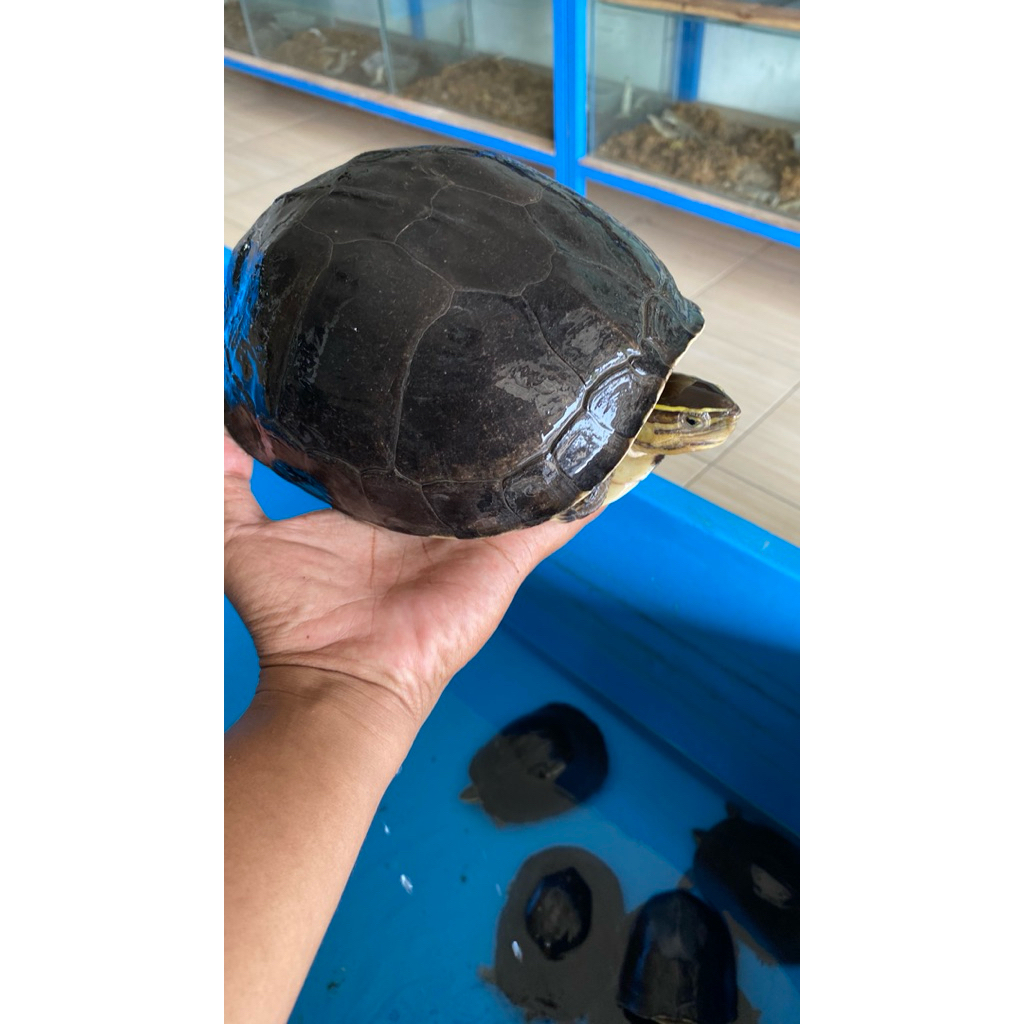 stiker gambar hewan kura-kura Ambon