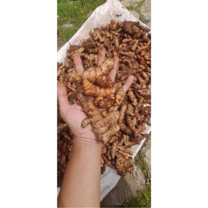 

Kunyit segar tasikmalaya 1kg alami