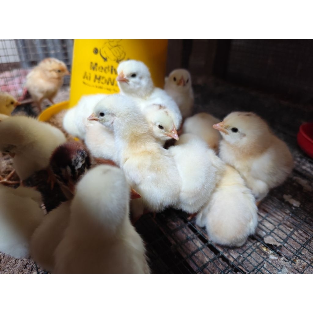 Doc ayam kampung petelur jenis Elba per 10Ekor