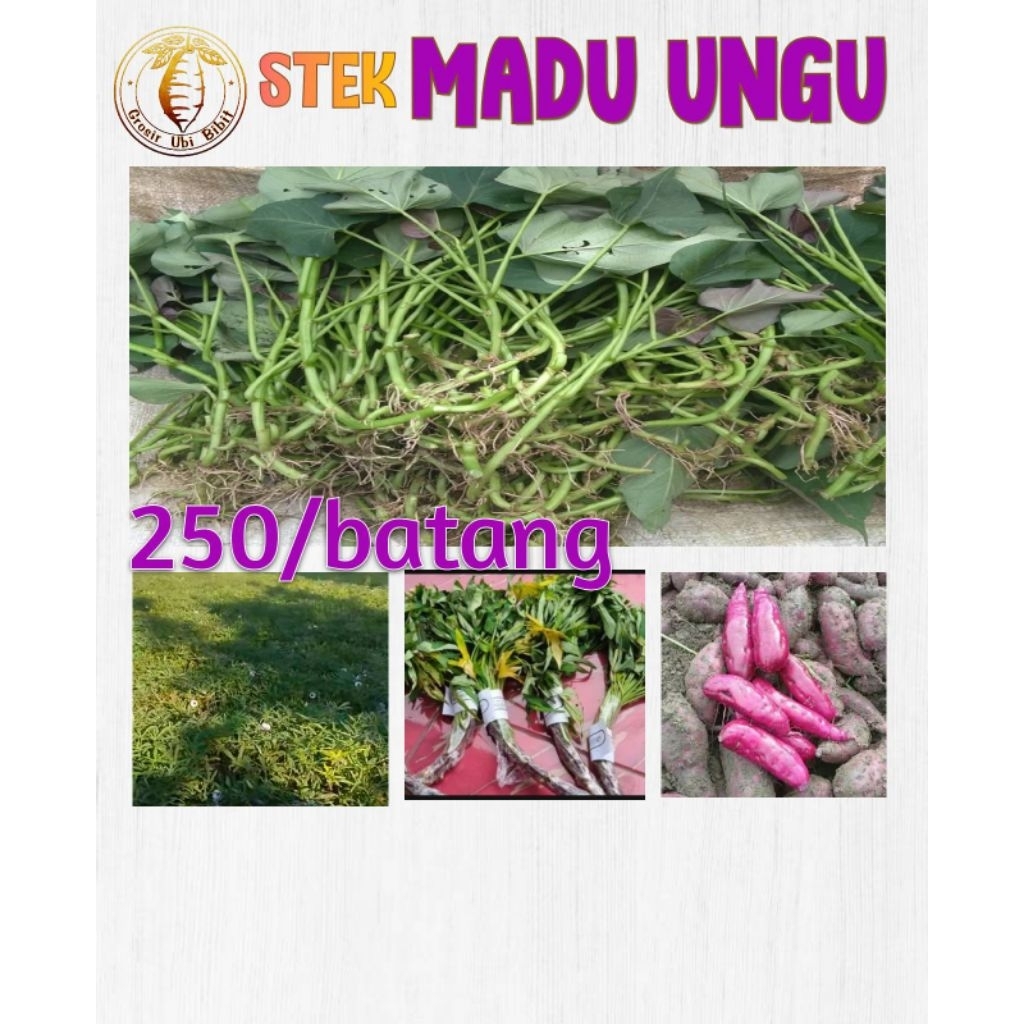 

Stek batang Ubi Madu Ungu Ayamurasaki Cilembu varian Unggu aman dari Hama Boleng