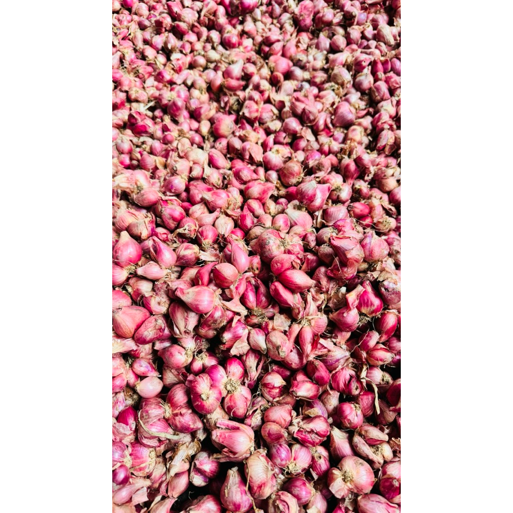 

Bawang Merah Super B