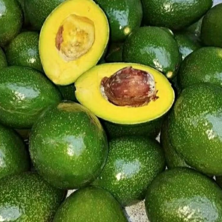 

Alpukat mentega 1 kg isi 3 - 5 buah fresh