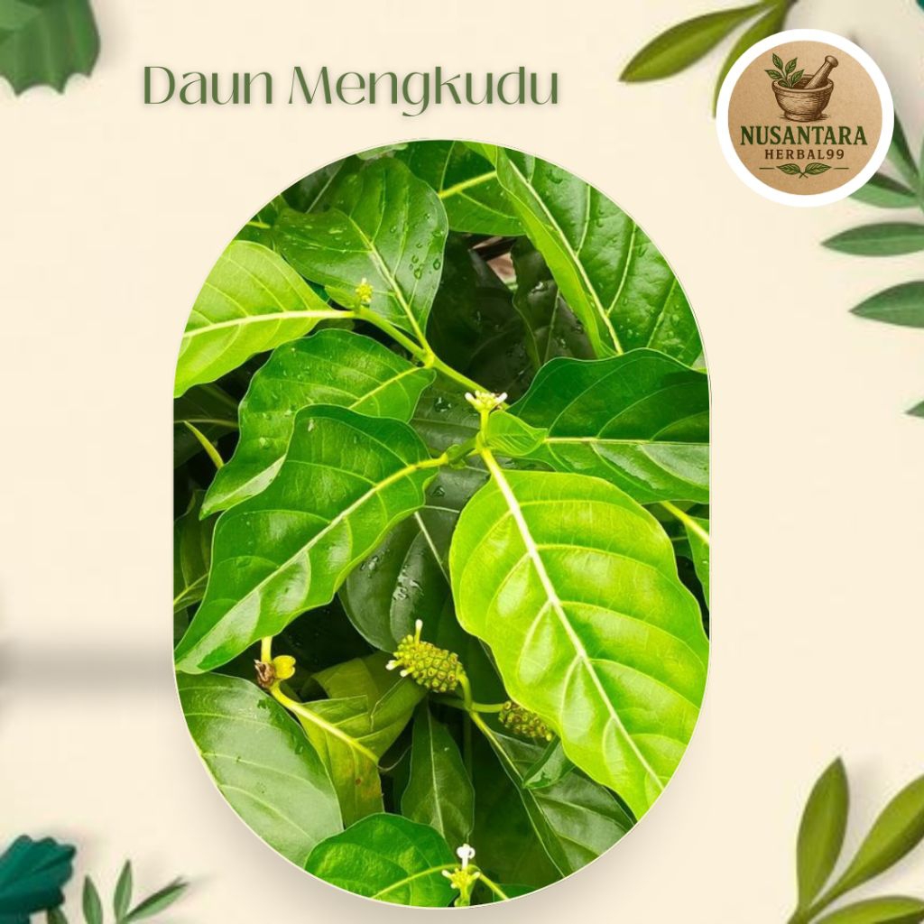 

Daun Mengkudu/Daun Pace Perlembar