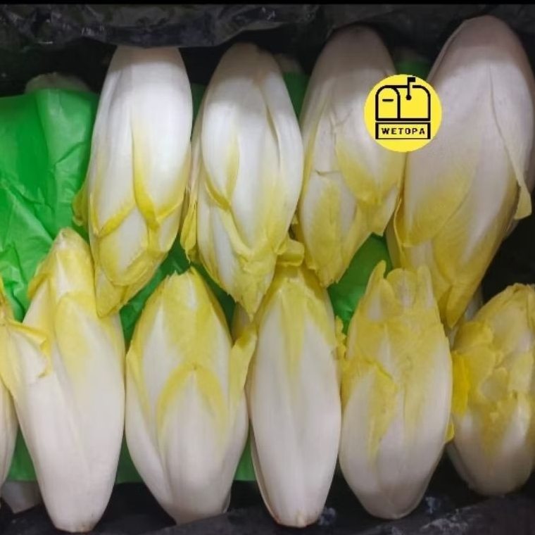 

ENDIVE IMPORT AUSTRALIA 500GR