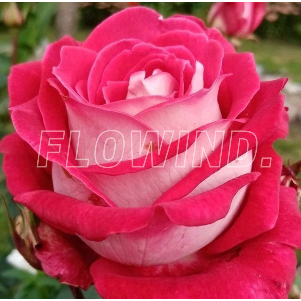 Tanaman INDUK bukan bibit Mawar Holland Import Red Vanilla Berbunga Jumbo wangi harum