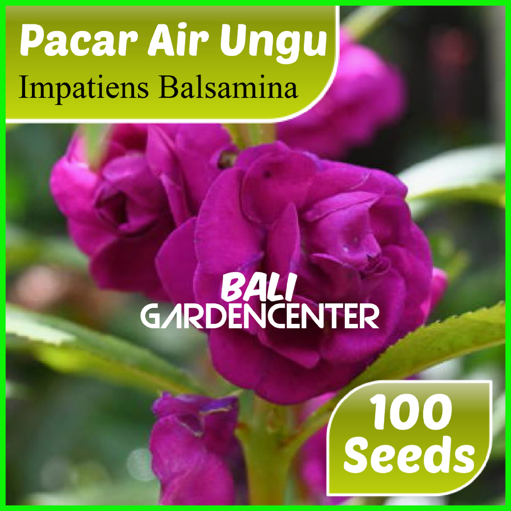 Isi 100 Benih Biji Bunga Pacar Air - Pacar Air Ungu