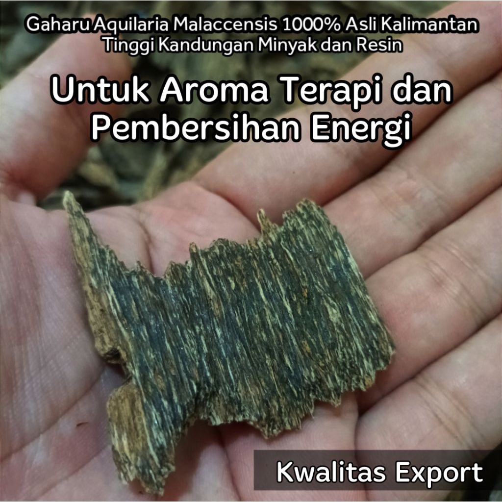 Kayu Gaharu Super Aquilaria Malaccensis Buhur Bukhur Gaharu Asli Kwalitas Arab