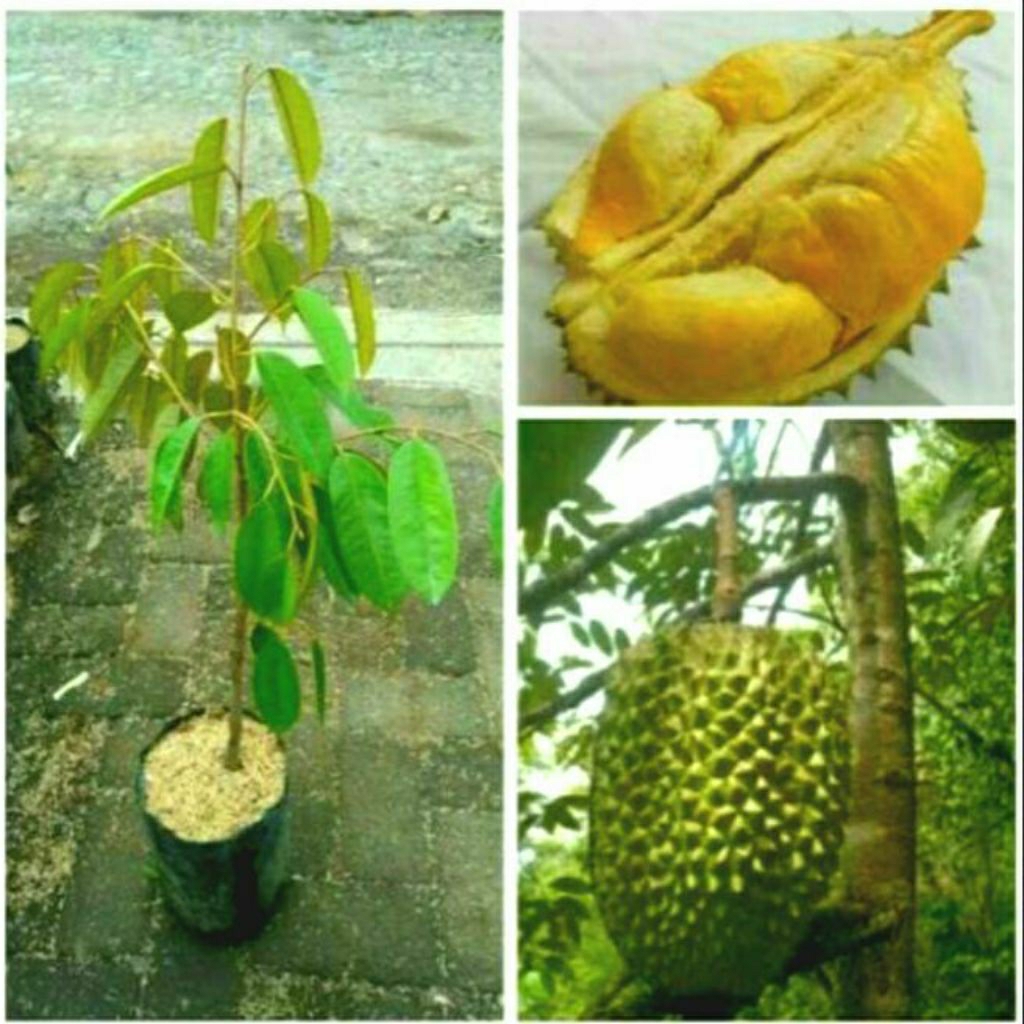 Bibit Durian Bawor. Asli tanaman Okulasi cepat berbuah lebat...