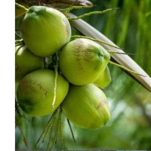 

Kelapa Muda Segar Hasil Petik Dari Pohon Langsung