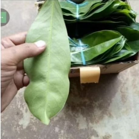 

promo daun sirsak segar, diambil saat order masuk, daun herbal kay manfaat perlembar