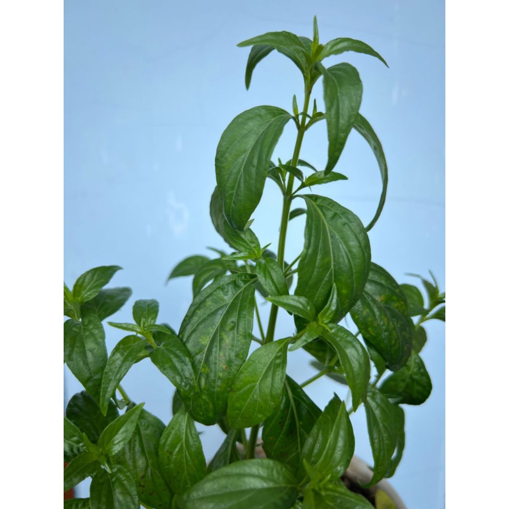 

DAUN SAMBILOTO SEGAR