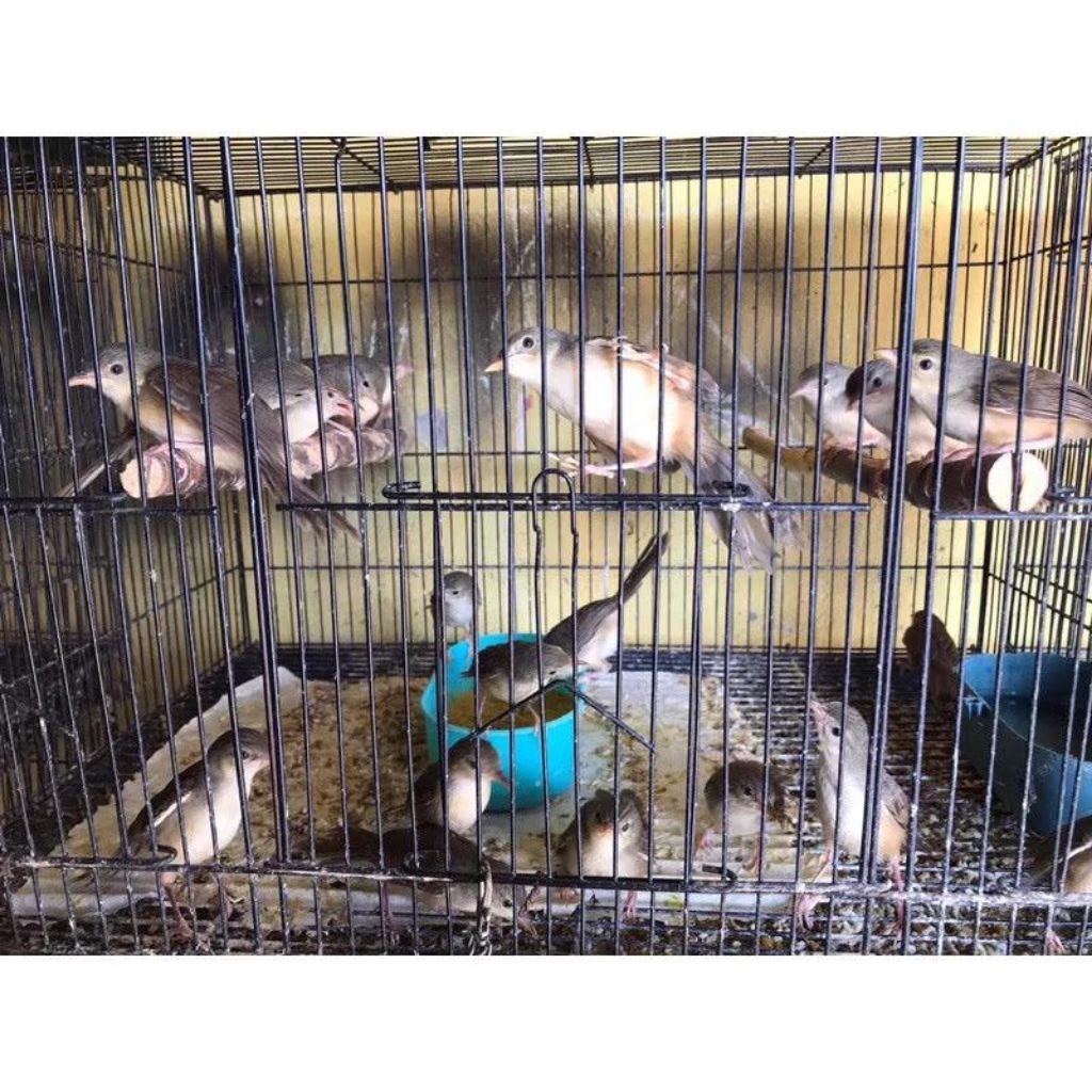 cigun anak mandiri pilihan istimewa