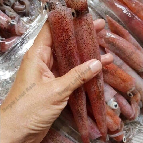 

Cumi Segar Cumi Basah Segar 1Kg Cumi Jarum