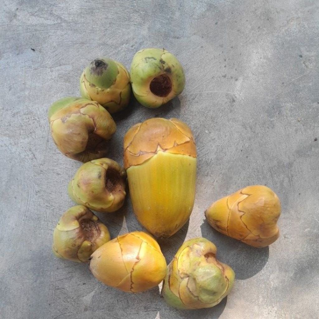 

FRESH! BELULUK KELAPA KECIL | TEMBULUK KERING