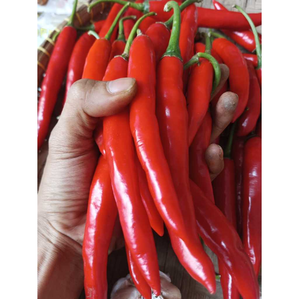 

Cabe Besar Tw Merah/Hijau Fresh Pengiriman Instan @250gr @500gr @1kg