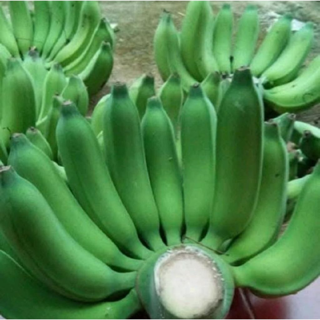 

Pisang raja bulu ,raja cere murah