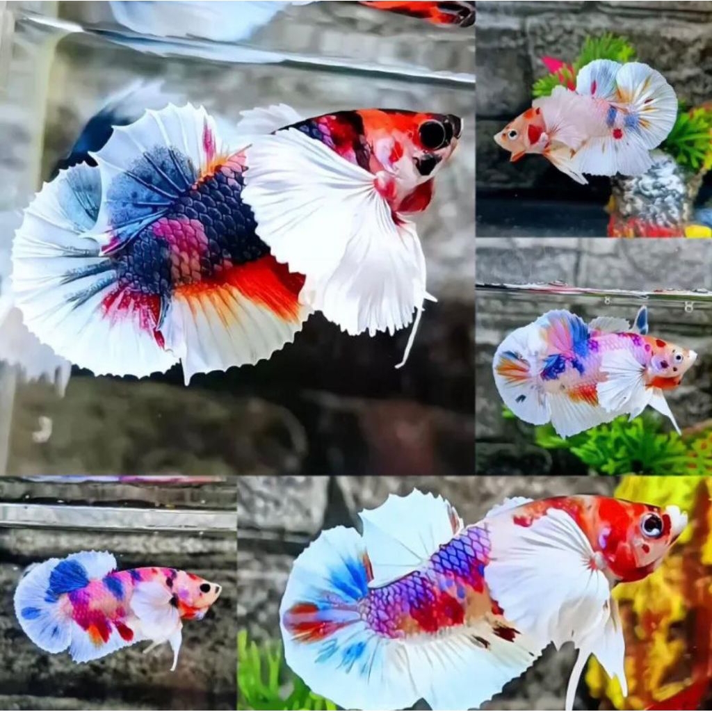 Cupang PKDE Multy Bahanan Bagus