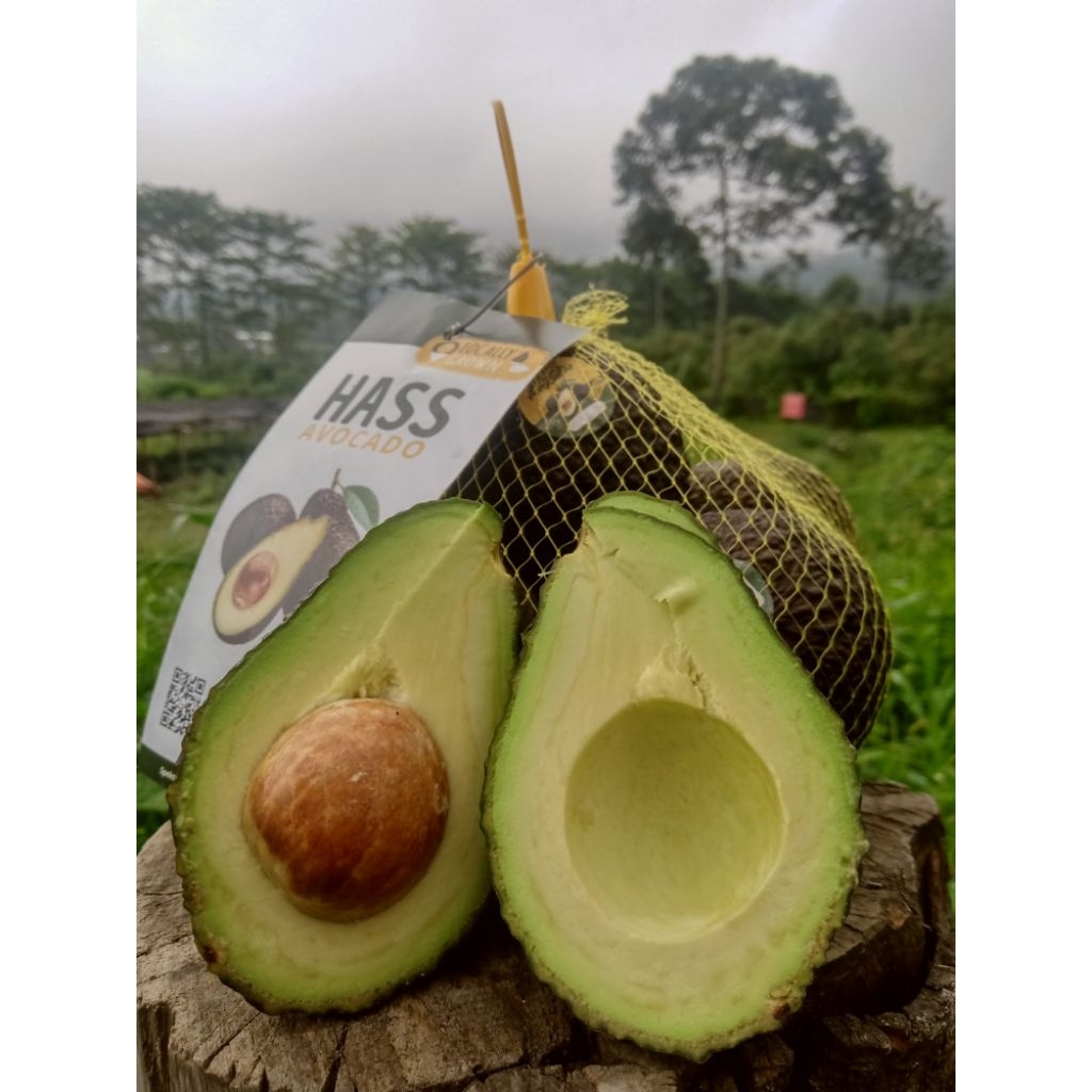 

ALPUKAT HASS PREMIUM