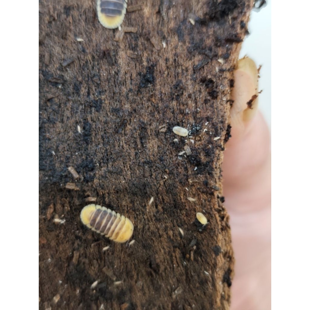 paket diskon 5 isopod cubaris sp. jupiter