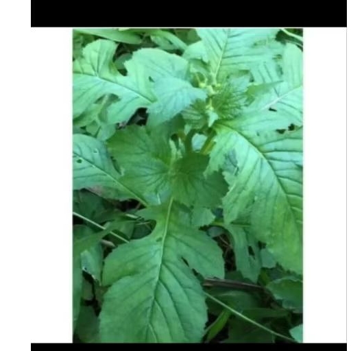 

Daun sintrong/gadigug segar,500gram