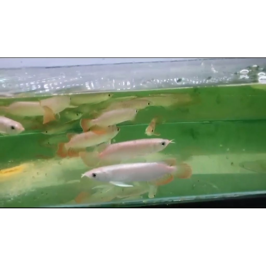 Hiasan Aquarium Arowana RED BANJAR METALIC Size 25-27cm