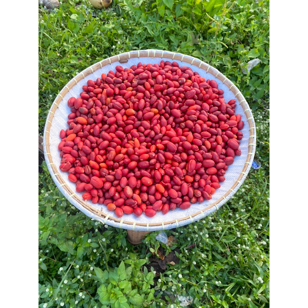 

Kulit Melinjo Fresh dan empuk