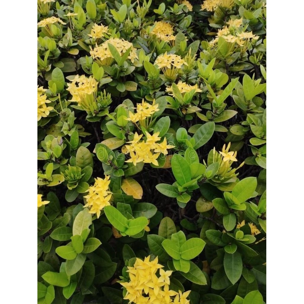 Pohon asoka bunga kuning / Tanaman soka kuning / Pohon soka kuning