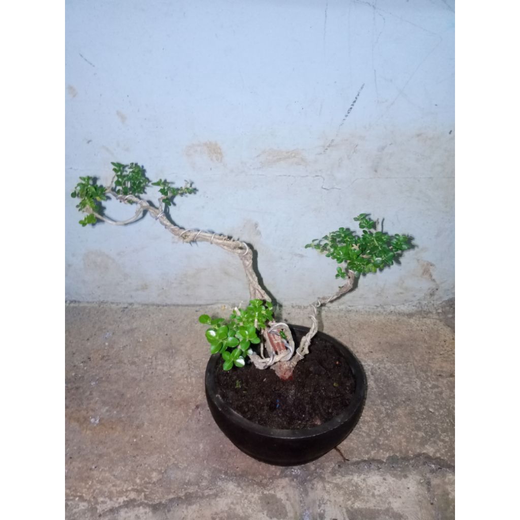 Tanaman Hias Bonsai Dewandaru Asli Siap Pajang