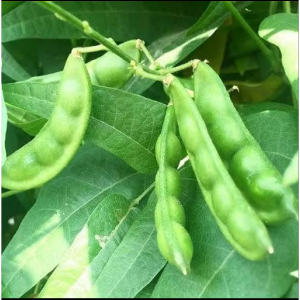 

5 Benih Biji Kacang Koro Sayur