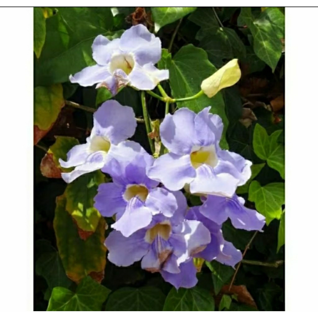 Kembang Desa - tanaman hias rambat thumbergia ungu